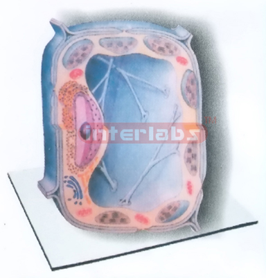 EUCARYOTIC CELL STRUCTURE MODEL (PLANT)